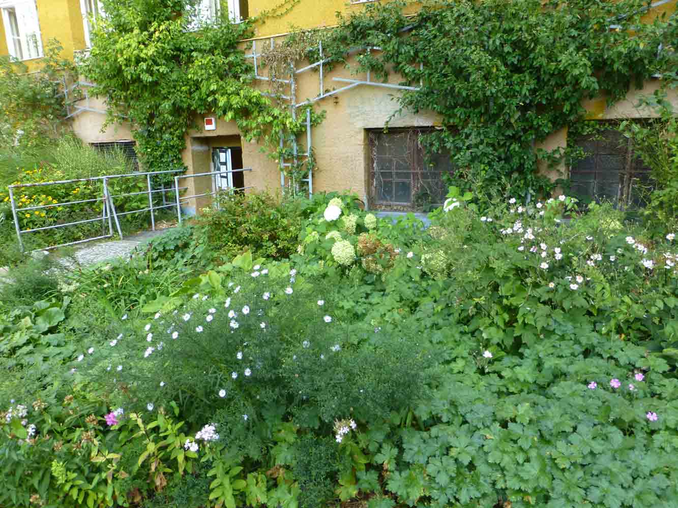 Fassaden- und Schulhofbegrünung Fassaden- und Schulhofbegrünung