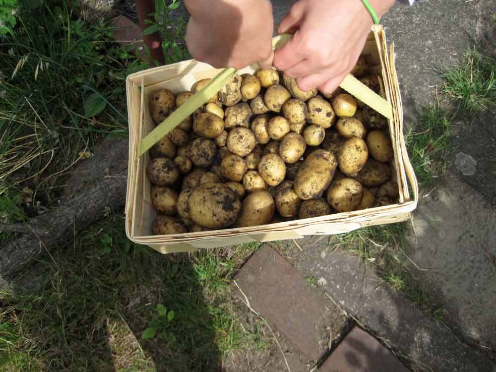 Kartoffelernte im Schulgarten