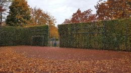 16_Feldahorn_Zaunbegrnung_Foto_GmS