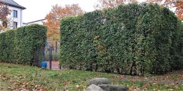 17_Stabgitterzaun_mit_Feldahorn_Foto_GmS
