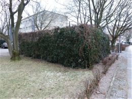19_Zaunbegrnung_Foto_GmS